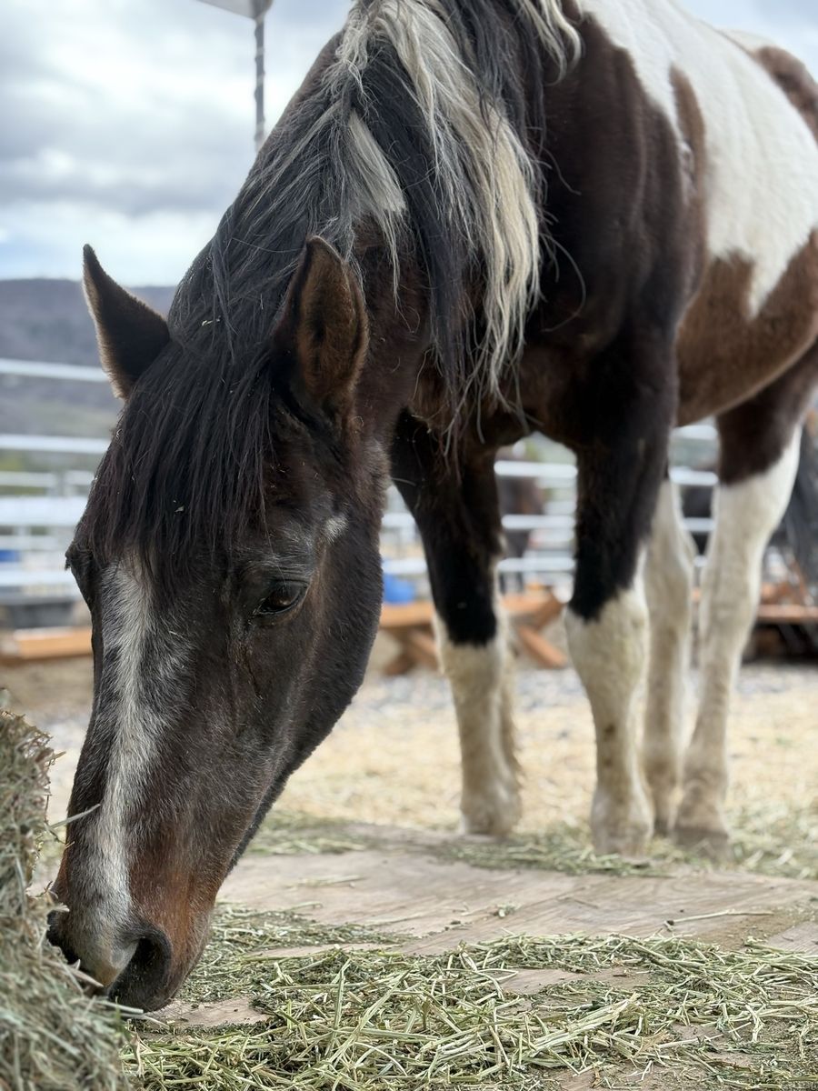 Grade Paint Gelding - Rascal, 23+ Year Old Sound Senior Horse