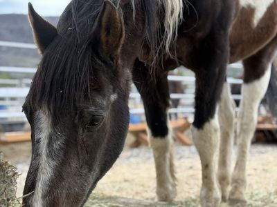 Grade Paint Gelding - Rascal, 23+ Year Old Sound Senior Horse