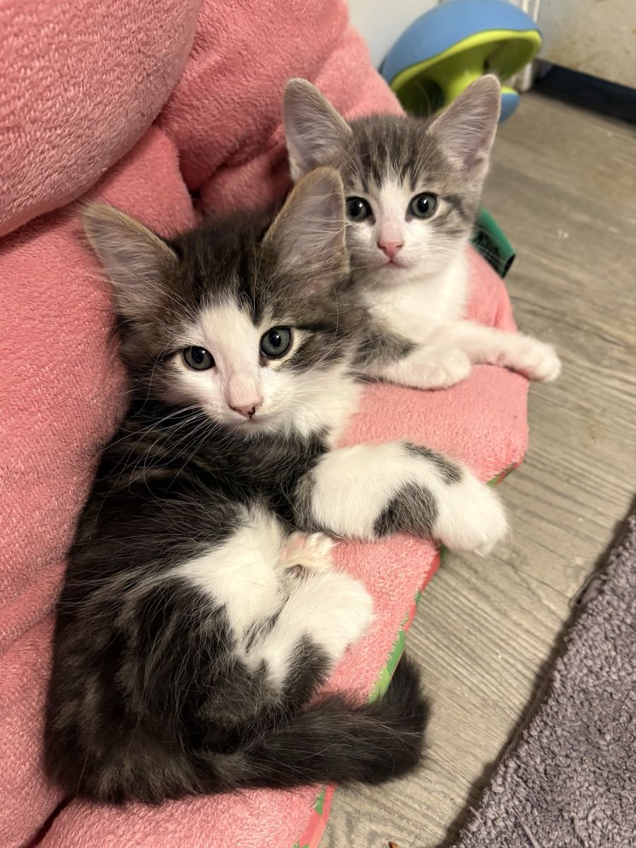 Fluffy & Sweet Ragdoll Mix Kittens