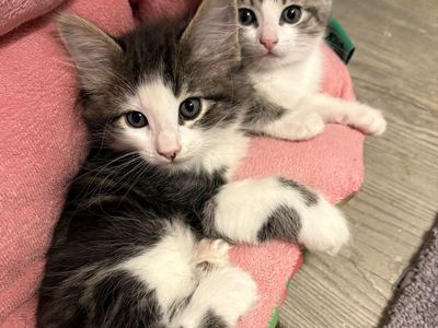 Fluffy & Sweet Ragdoll Mix Kittens