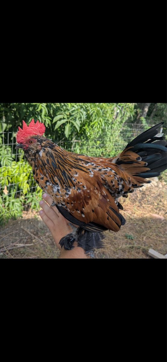 Bantam rooster