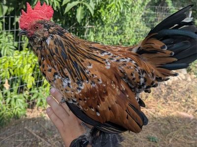 Bantam rooster