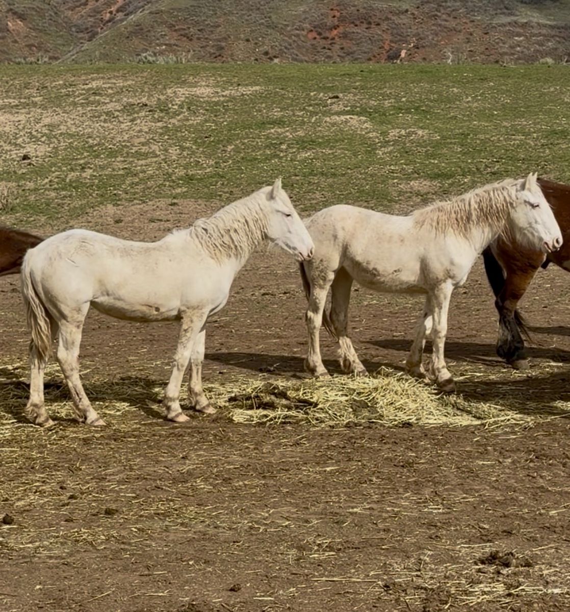 Perfectly Matched Half Drafts!