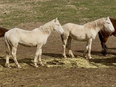 Perfectly Matched Half Drafts!