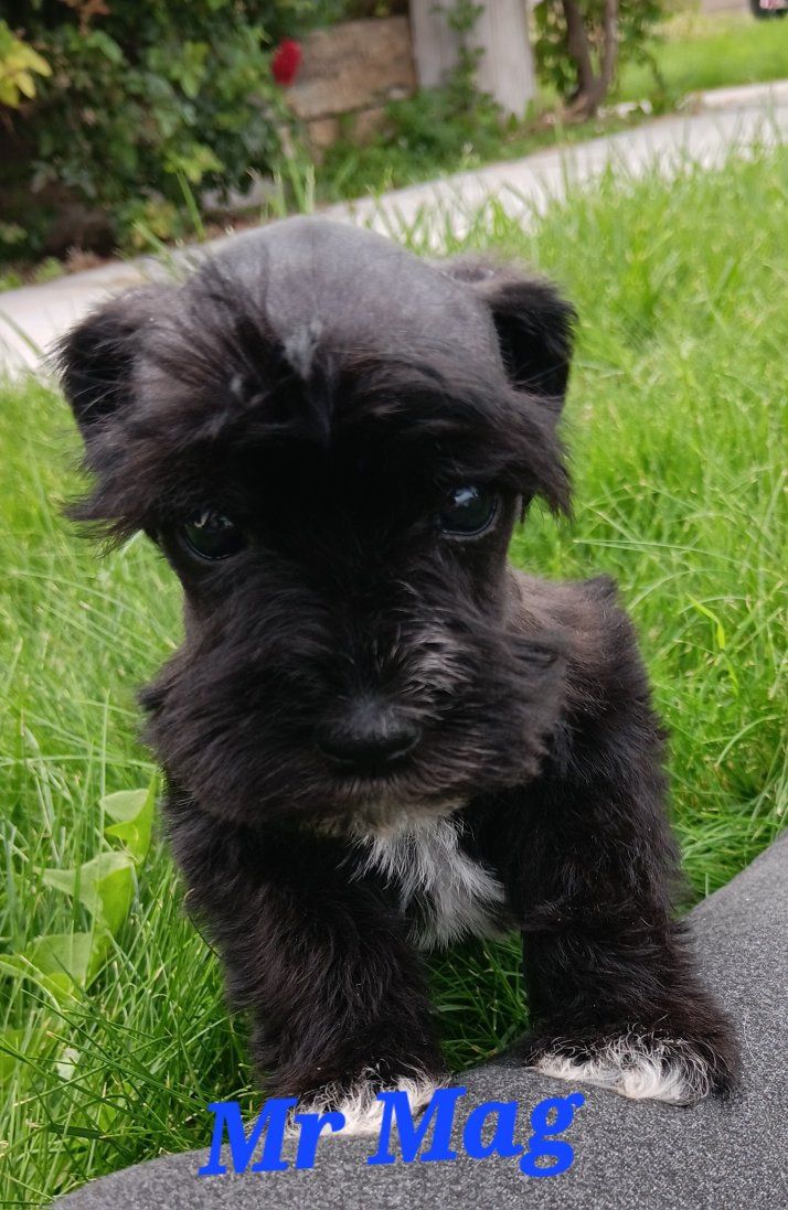 Miniature Schnauzer  Mr Mag