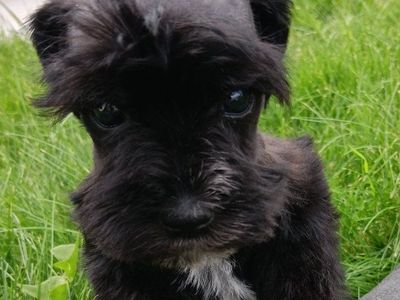 Miniature Schnauzer Mr Mag