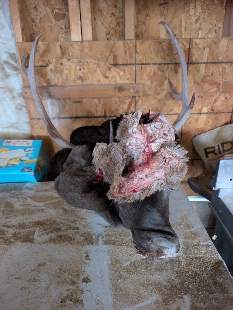 Deer Head with Antlers Taxidermy Mount Project
