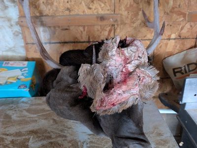 Deer Head with Antlers Taxidermy Mount Project