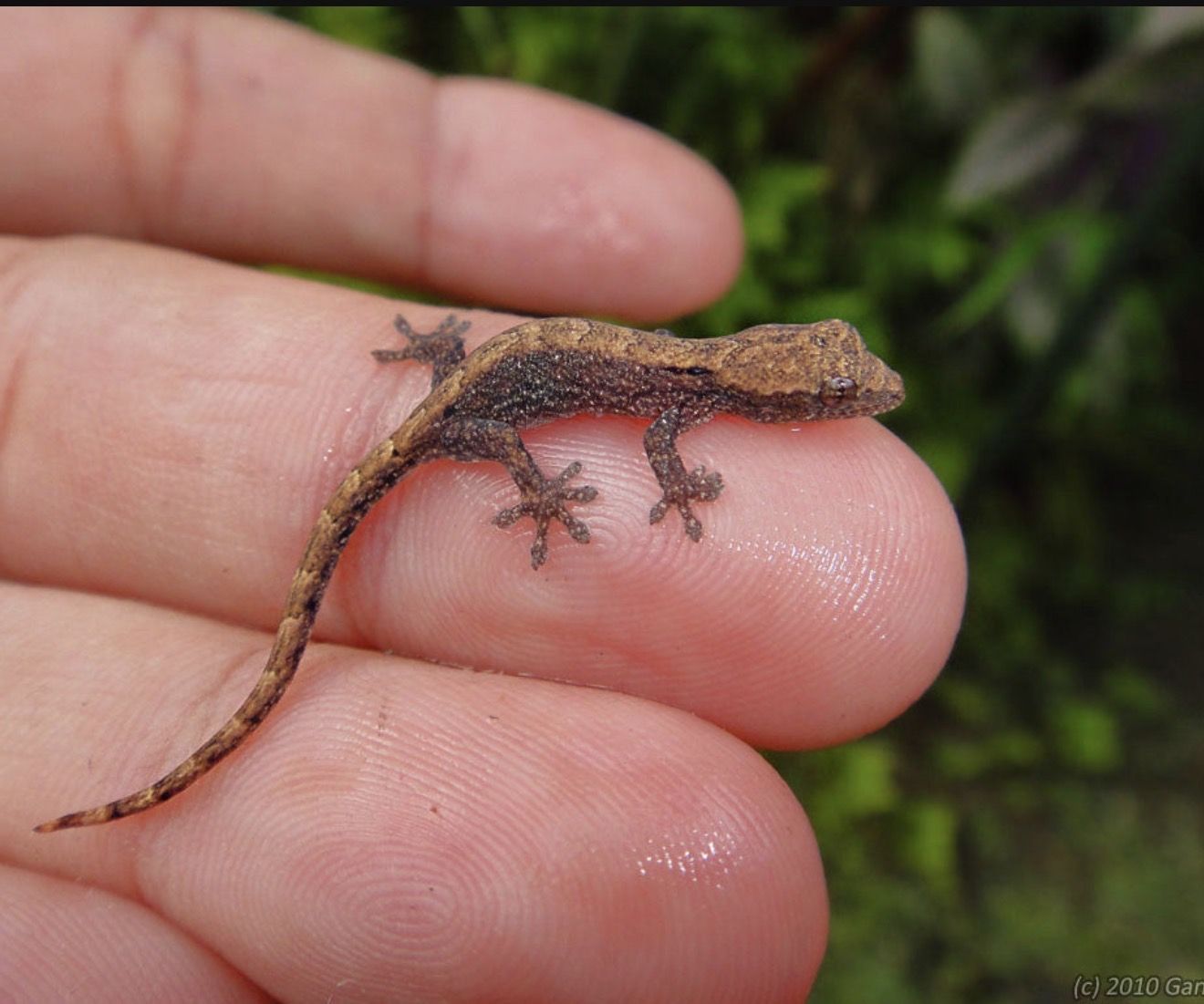 Mourning Gecko Pair