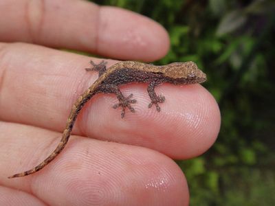 Mourning Gecko Pair