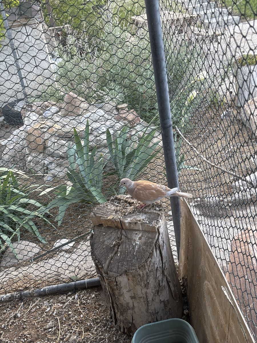Pet Ringneck Dove - Orange / Peach Coloration