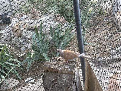 Pet Ringneck Dove - Orange / Peach Coloration