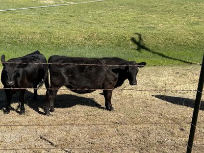 Two Black Angus Steers - Healthy, Pasture-Raised