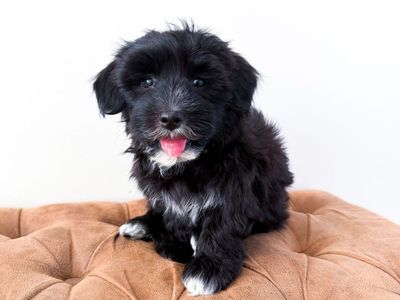 Coton de Tulear - like Havanese, Shih Tzu, Schnauzer, Yorkie, ESA/Therapy potential, Hypoallergenic
