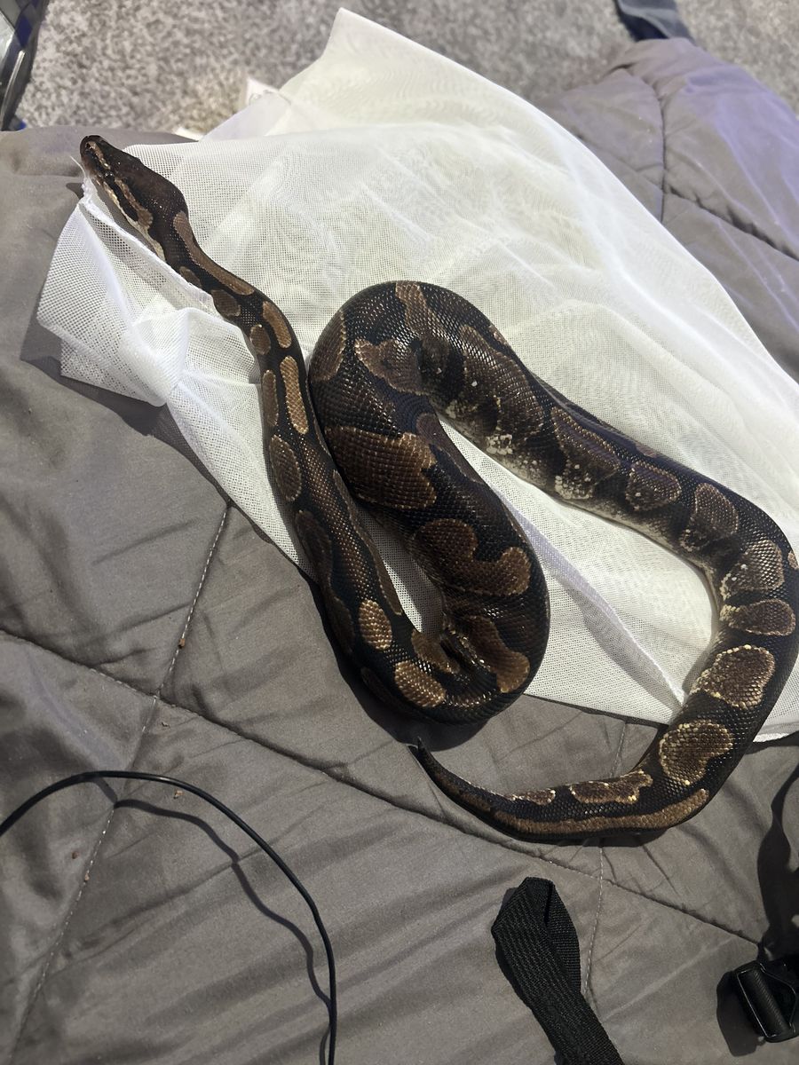 ball python