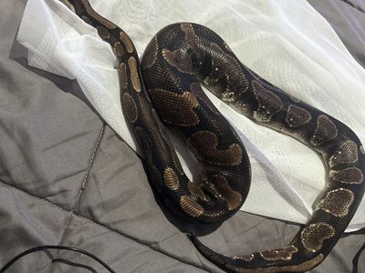 ball python