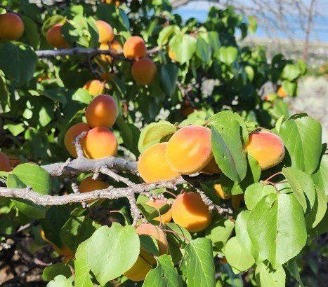 Mormon Pioneer Apricot Trees