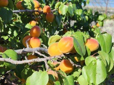 Mormon Pioneer Apricot Trees