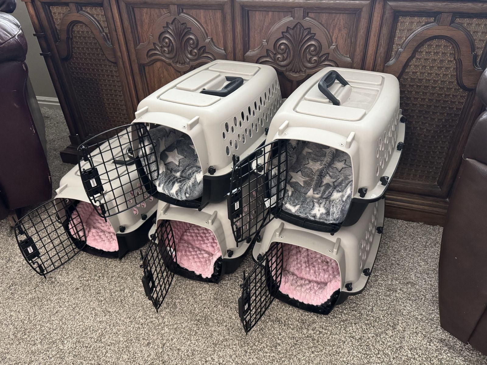 5 kennels xs