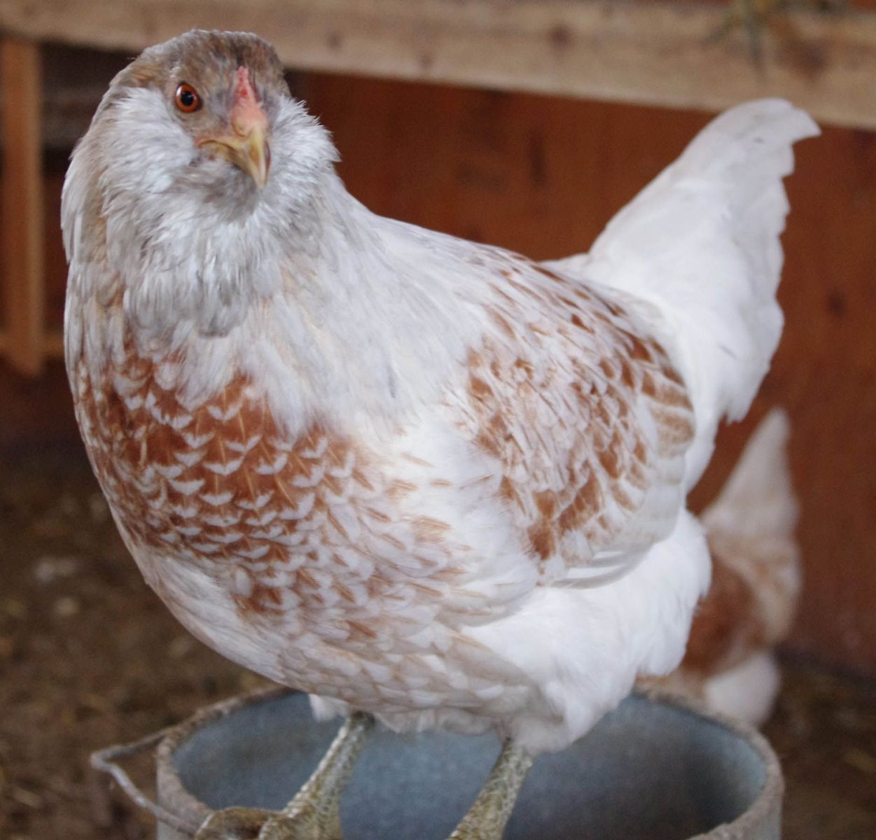 Ameracauna girls (13 Weeks Old)