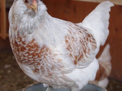 Ameracauna girls (13 Weeks Old)