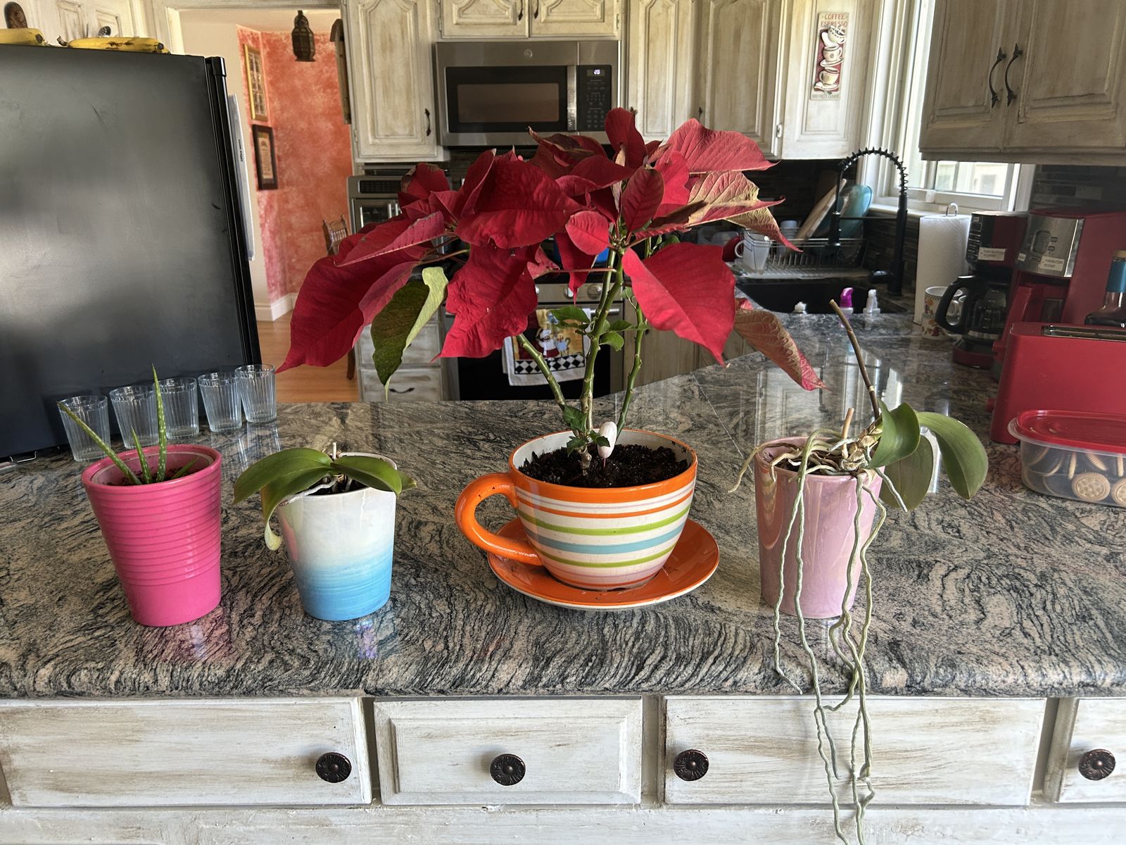 Healthy Plants for sale: tell me which one you would like