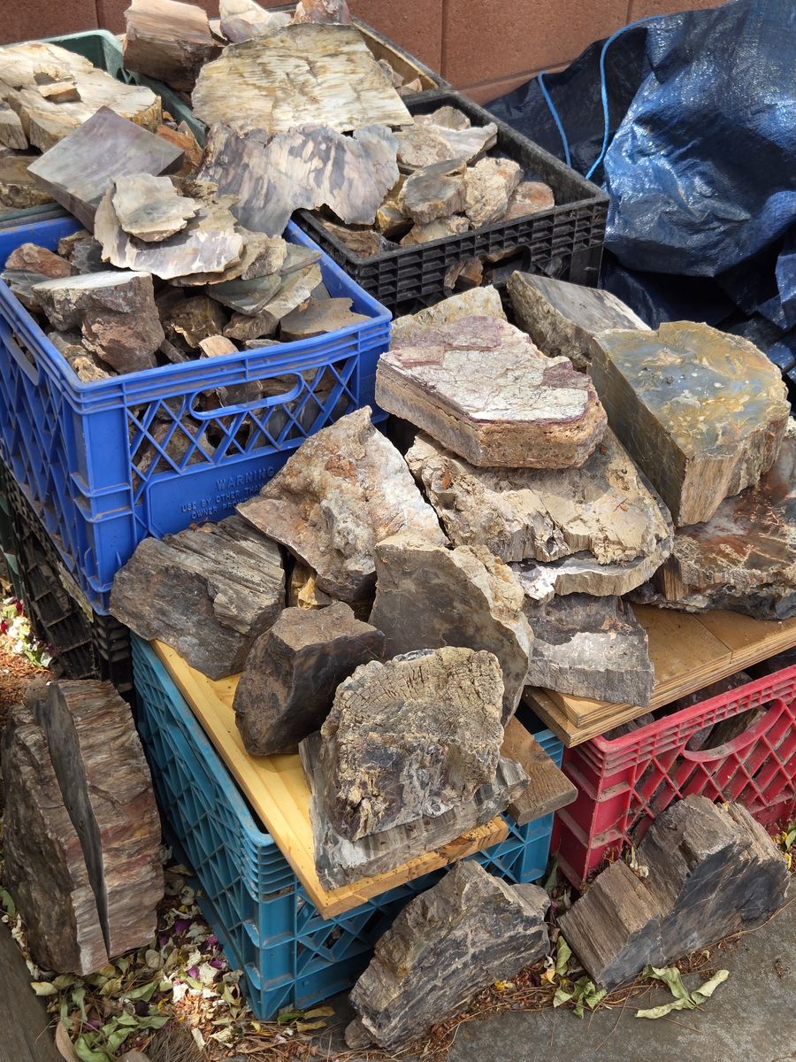 Petrified wood