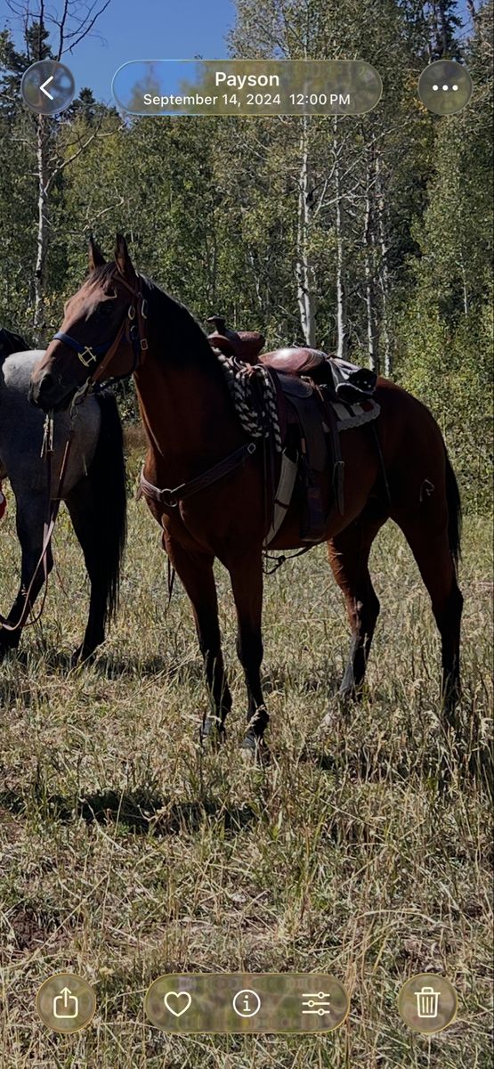 2008 Bay Quarter Horse Gelding