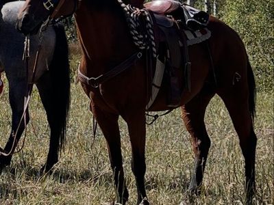 2008 Bay Quarter Horse Gelding