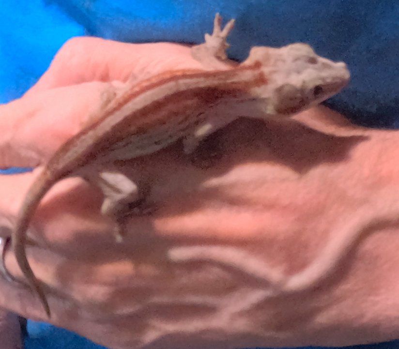 Juvenile Gargoyle Gecko