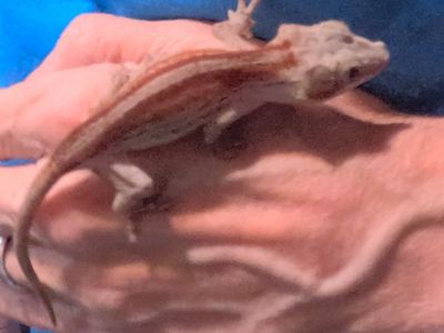 Juvenile Gargoyle Gecko