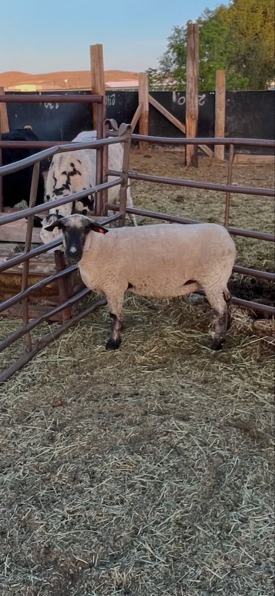 Sheep for sale