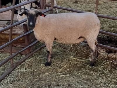 Sheep for sale