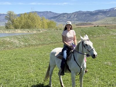 Quarter horse