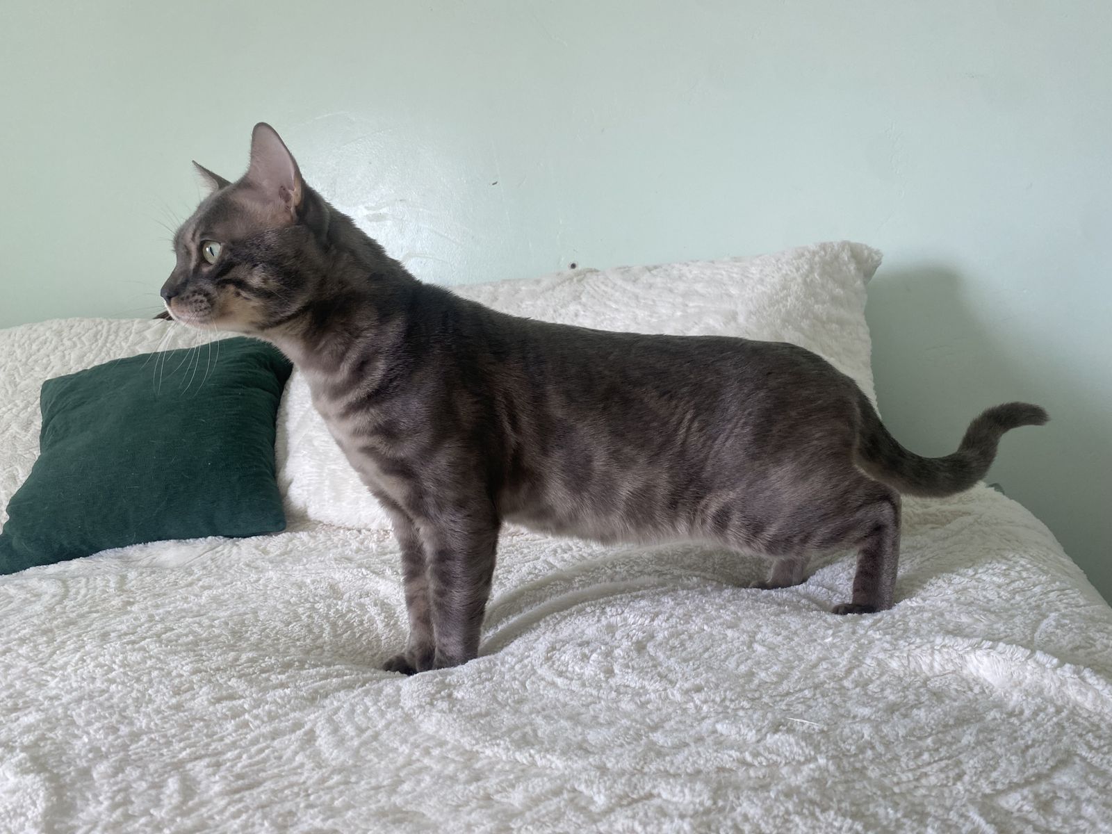 Beautiful Charcoal Blue Sepia Bengal For Stud
