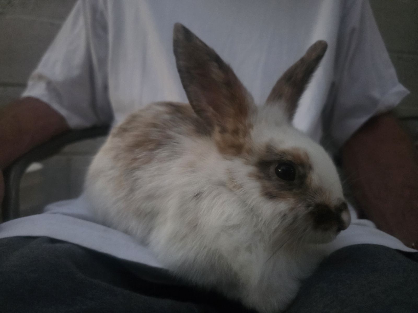 Main image 4