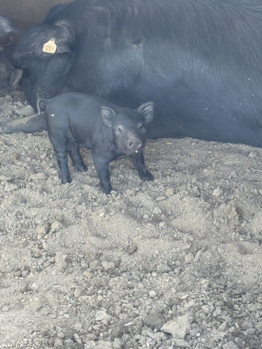 Piglets for sale
