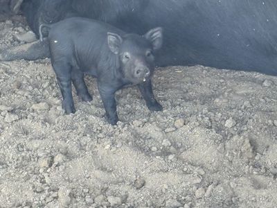 Piglets for sale