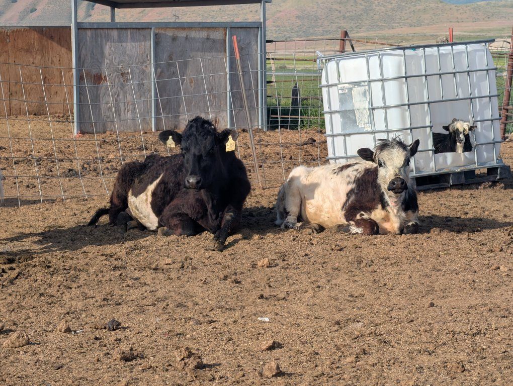 Holstein Belted Galloway 3 year old Heifer's