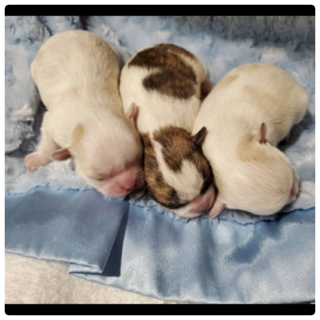 ️ A Safe Place for Unexpected Puppies & Moms ️