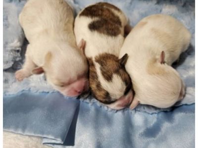 ️ A Safe Place for Unexpected Puppies & Moms ️