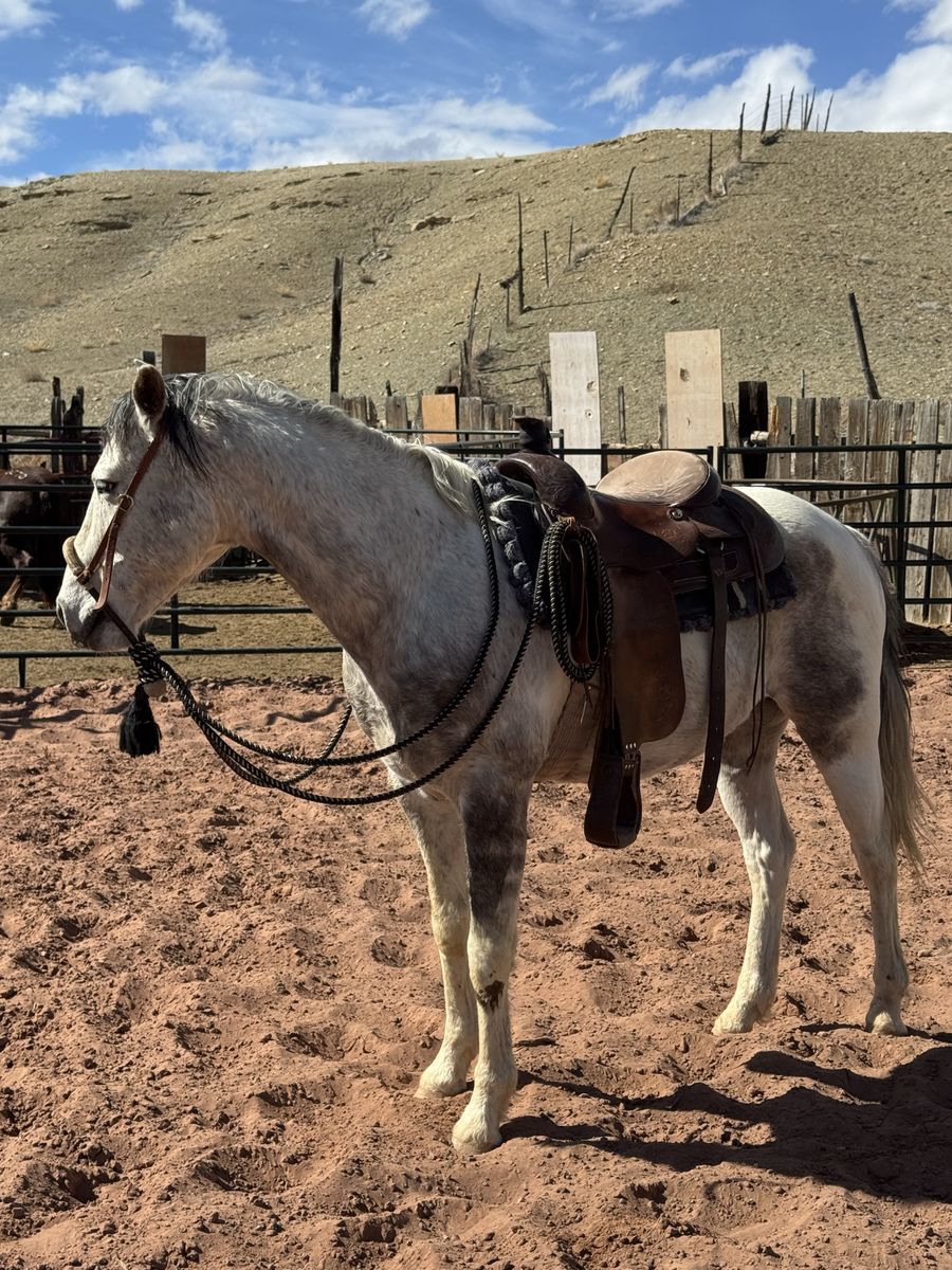 Flea Bitten/Dapple Grey Gelding