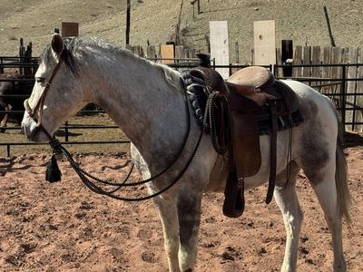 Flea Bitten/Dapple Grey Gelding
