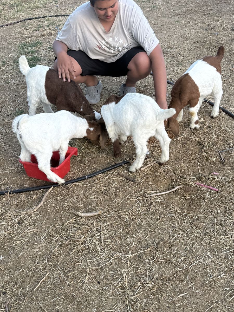Boer Goats