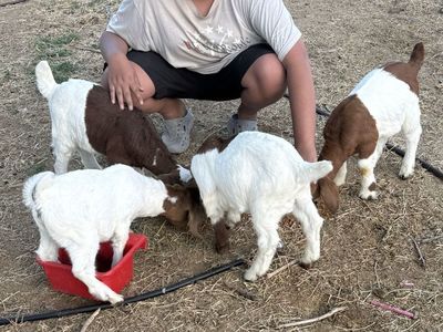Boer Goats