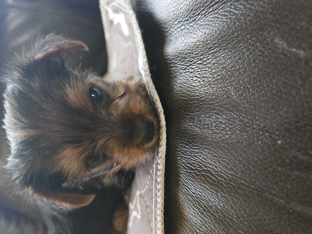 yorkie puppies