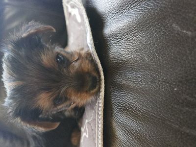 yorkie puppies