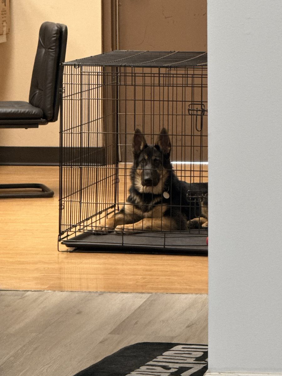 Benji