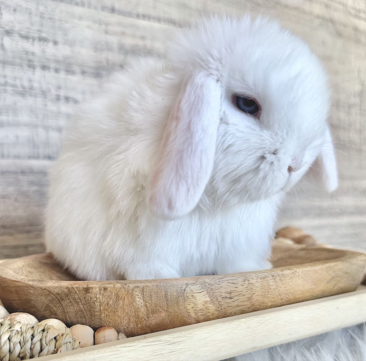 Cutest BEW holland lop Buck with blue eyes