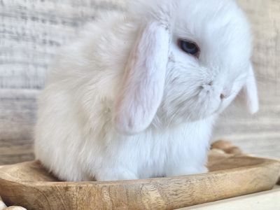Cutest BEW holland lop Buck with blue eyes
